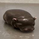 pipotam