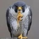 falcão