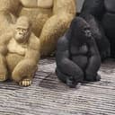 Ape