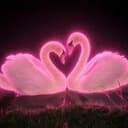 Swans