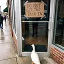 Duck