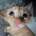 FOMOCAT