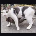 CATWIF