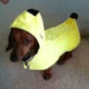 bdog