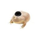 JewToad