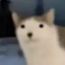 cet