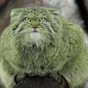 Pepe