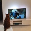 TVCAT
