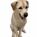 csdoge