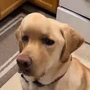 BARLEY