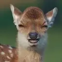 der