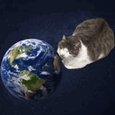 lickingcat