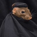 RATTO