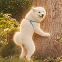 Samoyed