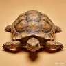 乌龟
