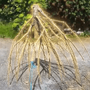 Stick