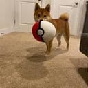 Miro