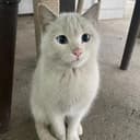 mogcat