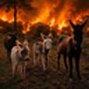 Bombeiros