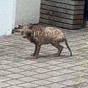 タヌキ