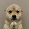 wifout