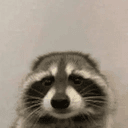coon