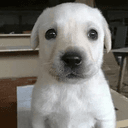 パンくん