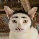 oui