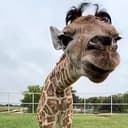 Gerald