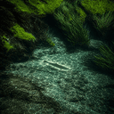 Trout