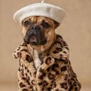 LE DOG