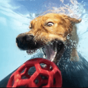 watrdog