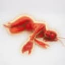 Lobster