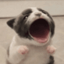 Popdog