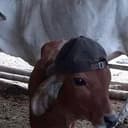 CowWifHat