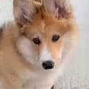 Apollo
