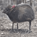 douse