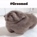 #groomed