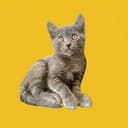 CASHCAT