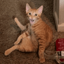 cat
