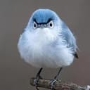 BIRDY