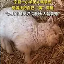 羊肉串