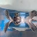 カメ