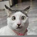 CAMCAT