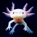 AXOLOTi