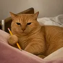 thesiscat