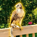HAWK