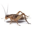 crickets