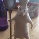 rat