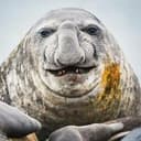 CHUDSEAL